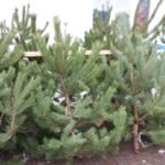 1039969-plyus-dvi-tochki-u-vinnitsi-pratsyuvatime-6-yalinkovih-bazariv
