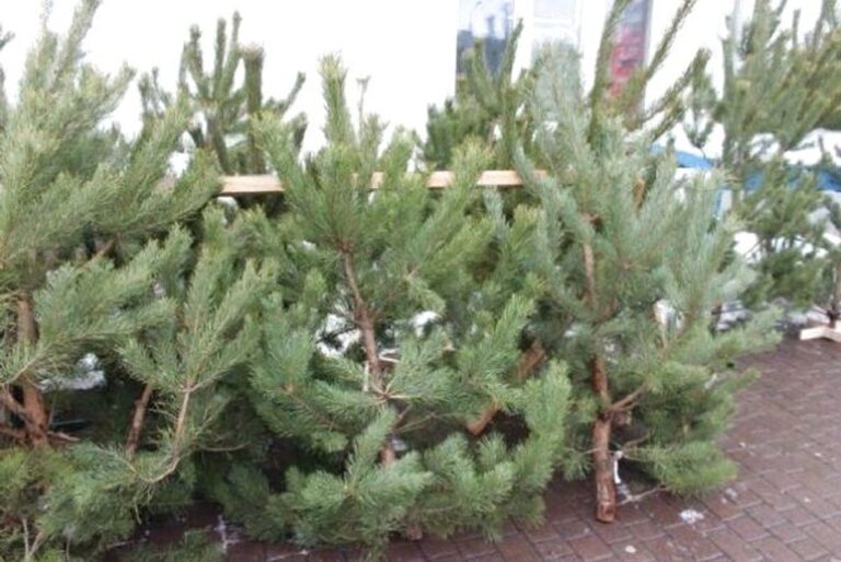 1039969-plyus-dvi-tochki-u-vinnitsi-pratsyuvatime-6-yalinkovih-bazariv