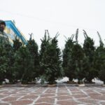 Де у Вінниці законно придбати новорічну ялинку?