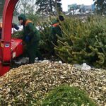 Стало відомо куди можна подіти новорічну ялинку