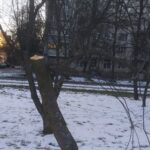 На Космонавтів зловмисники незаконно зрізали здорові вишні