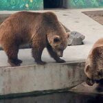 У Вінницькому зоопарку вперше на світ з’явилося рідкісне ведмежа  