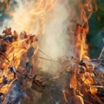З наступного тижня у Вінницькій ОТГ штрафуватимуть паліїв листя