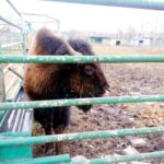 У вінницькому зоопарку новий мешканець, якому шукають пару