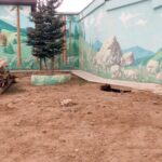 У вінницькому звіринці у сім'ї бурих клишолапих  поповнення  