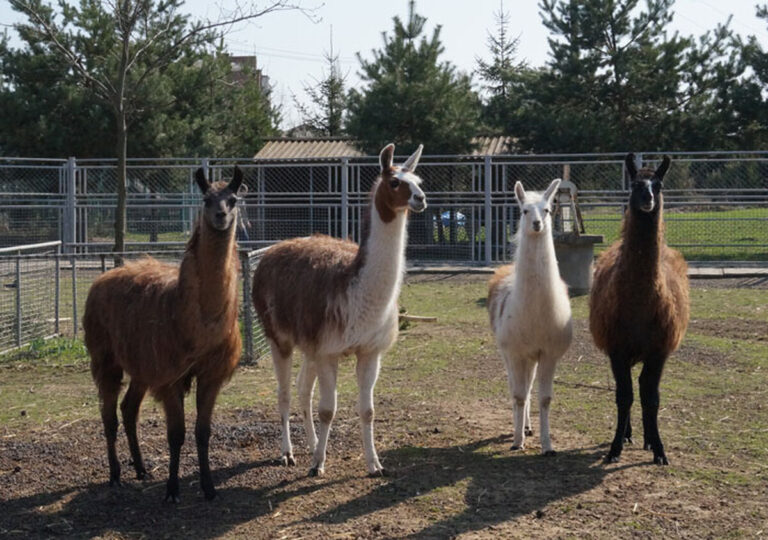 Lama700