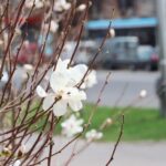 img_0797_1
