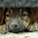 На Вінниччині молотками на смерть побили трьох собак   