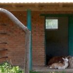 У Вінницькому зоопарку народилось дитинча лами. ФОТО