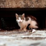 У Вінницькій ОТГ планують стерилізувати безпритульних кішок