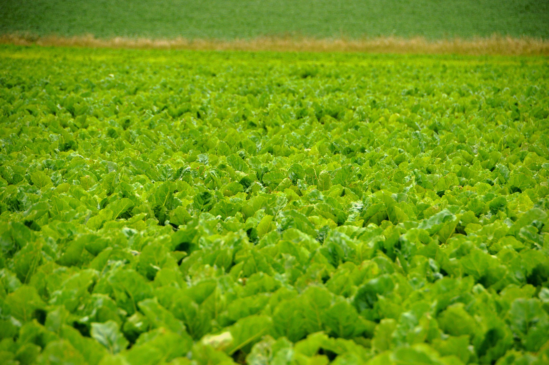 beets-3519971_1920