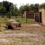 У Подільському зоопарку народилося маля білої лані