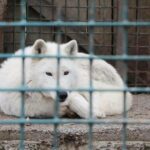 У вінницьких вовків новосілля. Нове житло на 360 квадратів