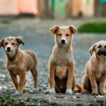 Загиблого під час негоди у львівському парку курсанта ховатимуть на Вінниччині
