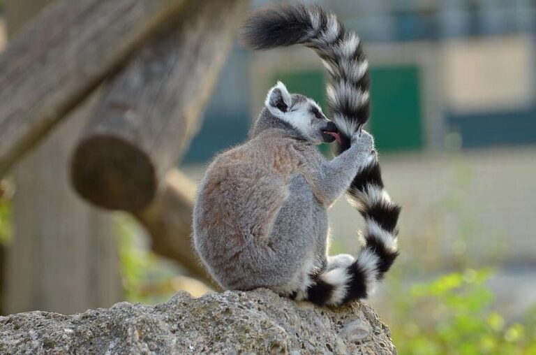 ring-tailed-lemur-zoo-lemurs-lemur-catta-lemur-catta-mammal-ringed-striped