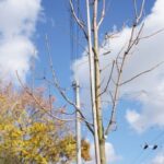 На вулицях Вінниці продовжують висаджувати дерева