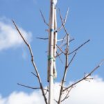 На вулицях Вінниці продовжують висаджувати дерева