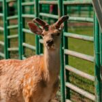 Подільський зоопарк переходить на новий графік