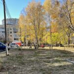 Липи, клени та робінії. У Вінниці завершили озеленення дворів багатоповерхівок