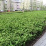 Чому Зелений курс важливий для Вінниці