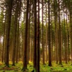 Деградовані землі громад лісівники Вінниччини перетворюють на нові ліси 