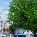 У Вінниці цьогоріч висадять близько 1500 дерев 