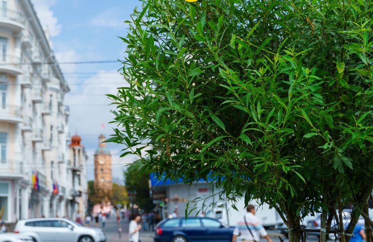 зелений курс Вінниці