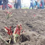 В Сумах висадили 500 кущів троянд, які передали з Вінниці
