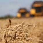 В Україні на складах зберігається до 20 млн тонн врожаю зернових
