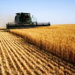 На Вінниччині завершують збирати врожай ранніх зернових