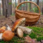 Як уникнути отруєння грибами. Поради вінничанам