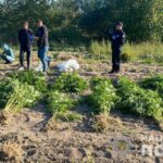 На Вінниччині чоловік вирощував коноплі та канабіс заввишки в два метри