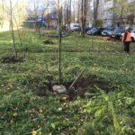 У Вінниці розпочали осінню висадку дерев на прибудинкових територіях