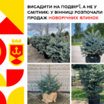 Висадити на подвір’ї, а не викинути у смітник: у Вінниці розпочали продаж новорічних ялинок у контейнерах