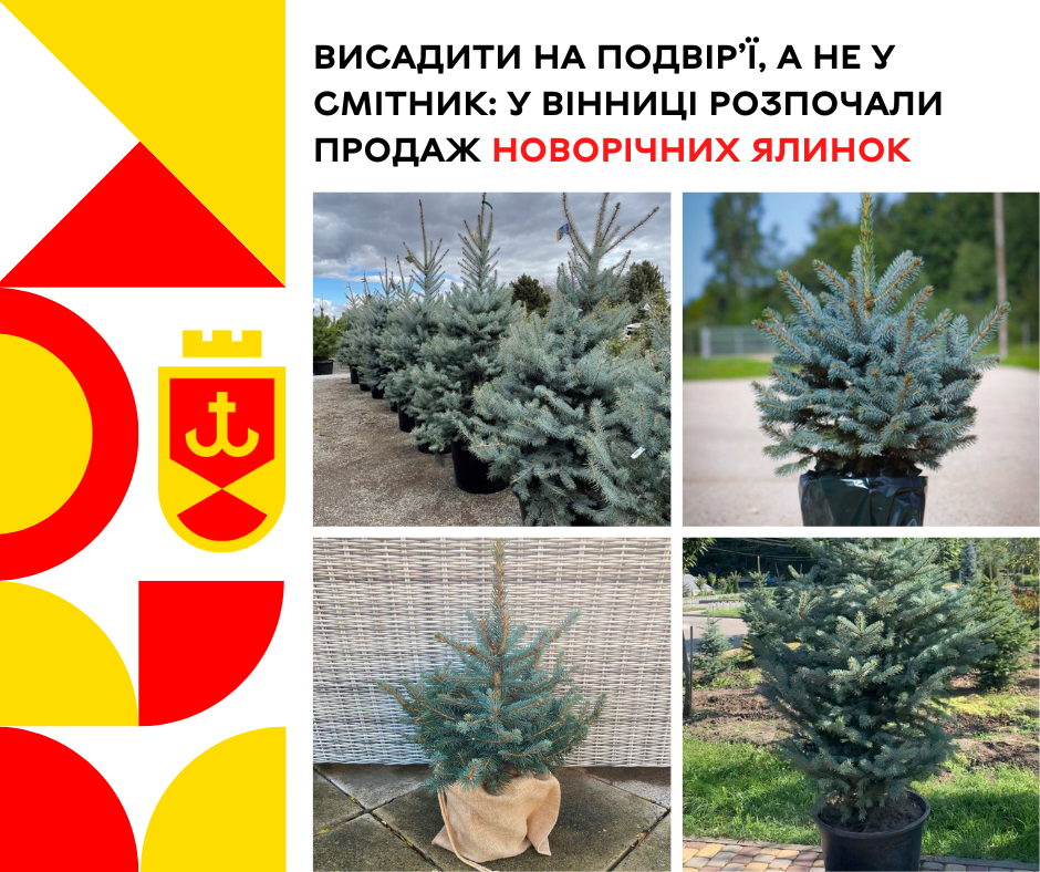 ялинки зхеленбуд