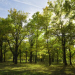 grove in summer