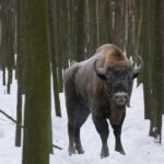 У лісах Вінниччини мешкає найбільша в Україні популяція зубрів