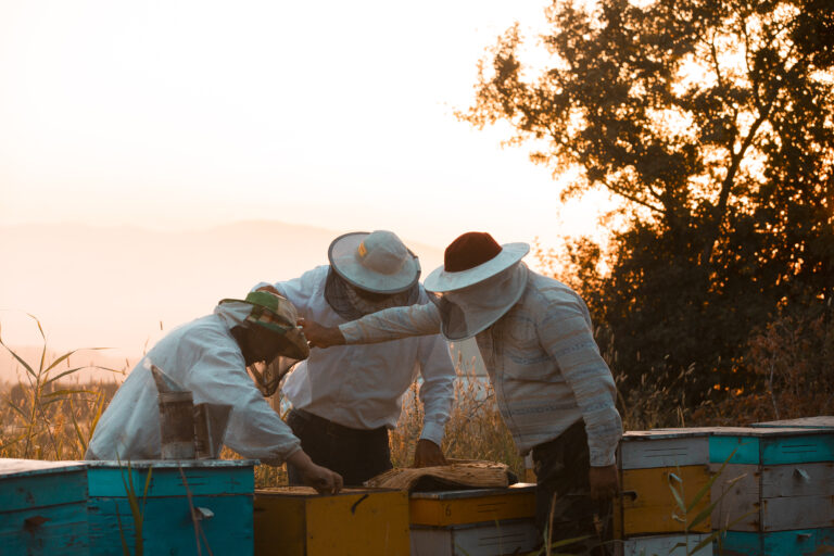 Beekeepers opening wooden bee hive boxes