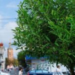«Вінницязеленбуд» продовжує озеленення міста, готуючи Вінницю до весняного потепління