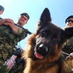 Тварини, які стали символами у світових війнах: неймовірні історії про чотирилапих військових