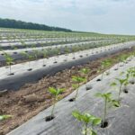 Фермери Вінниччини продовжують розвивати нові технології сільського господарства