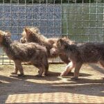 У Подільському зоопарку виходили новонароджених вовченят, які втратили маму