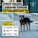 Правила поведінки з домашніми тваринами у випадку радіаційної аварії