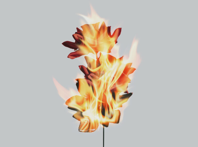 Aesthetic burning rose flower, realistic flame effect on dark ba