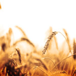 Wheat field