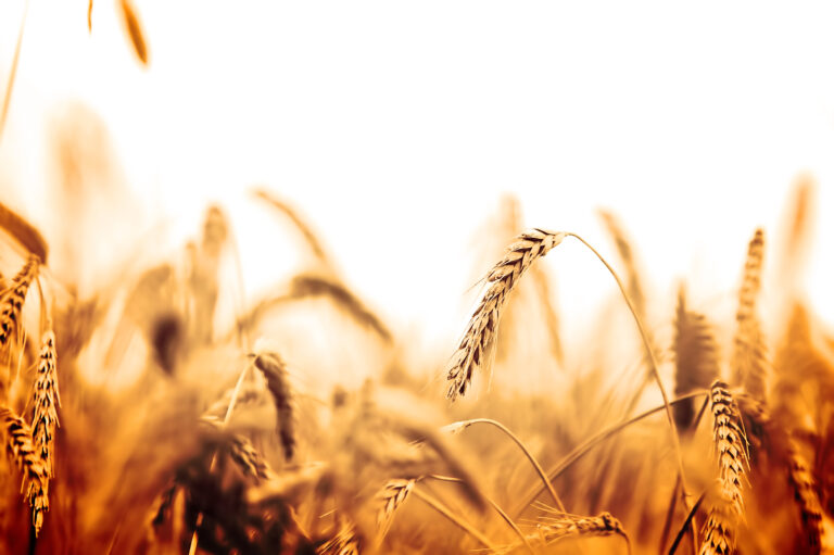Wheat field