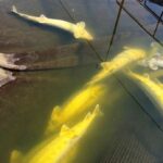 Робоча група розпочала зʼясовувати питання масової загибелі червонокнижної риби на Вінничині