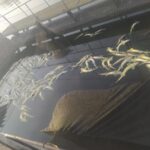 Масова загибель червонокнижної риби в Ладижинському водосховищі: підозрюють власника Нашої ряби