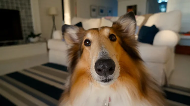 dog-70582019