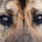 На Одещині дитина порізала носа своєму собаці та показала це у соцмережах – як вона пояснила свій вчинок